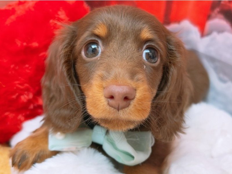沖縄県のミニチュアダックスフンド(ロング) (ワンラブMEGAドン・キホーテ宜野湾店(FC)/2025年10月30日生まれ/男の子/チョコレートタン)の子犬の1枚目の画像