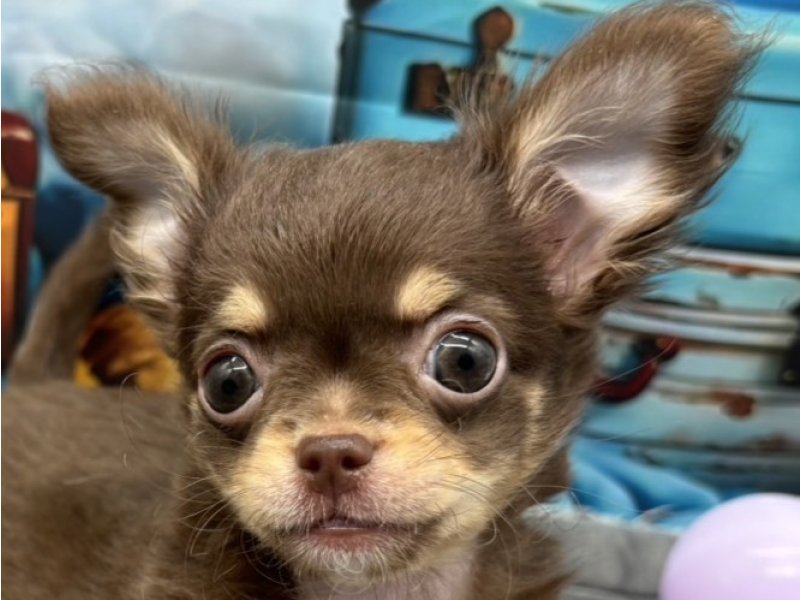 福岡県のチワワ(ロング) (ワンラブﾎｰﾑﾜｲﾄﾞ ﾍﾟｯﾄ＆ｸﾞﾘｰﾝ和白店(FC)/2025年10月6日生まれ/男の子/チョコレートタンホワイト)の子犬