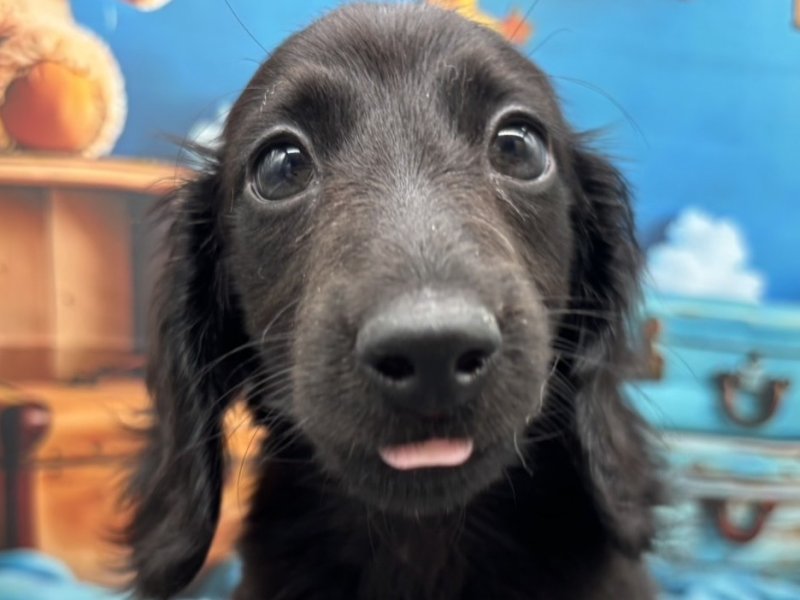 福岡県のミニチュアダックスフンド(ロング) (ワンラブﾎｰﾑﾜｲﾄﾞ ﾍﾟｯﾄ＆ｸﾞﾘｰﾝ和白店(FC)/2025年10月17日生まれ/男の子/ブラック)の子犬