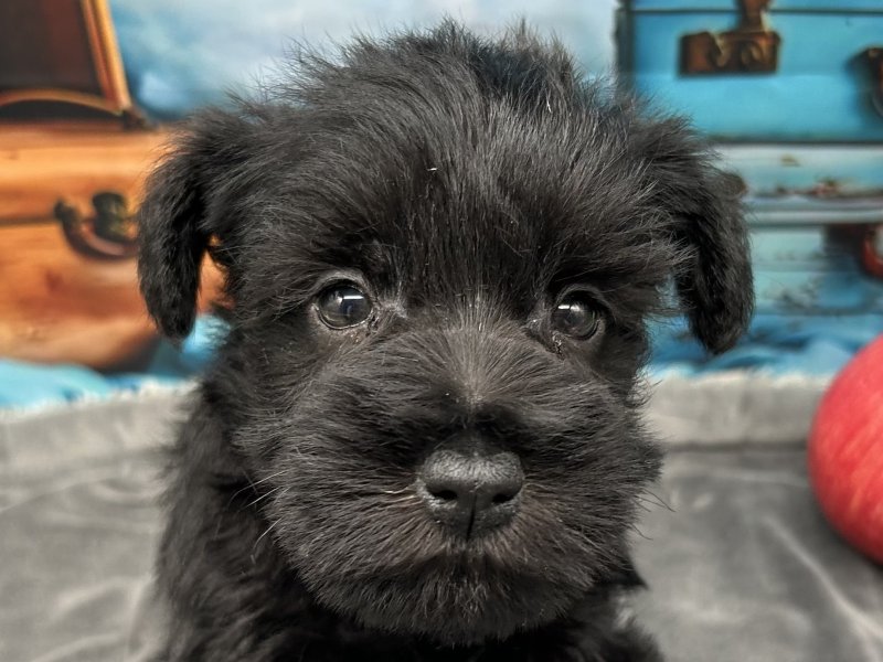 福岡県のミニチュアシュナウザー (ワンラブﾎｰﾑﾜｲﾄﾞ ﾍﾟｯﾄ＆ｸﾞﾘｰﾝ和白店(FC)/2025年11月3日生まれ/男の子/ブラック)の子犬の1枚目の画像