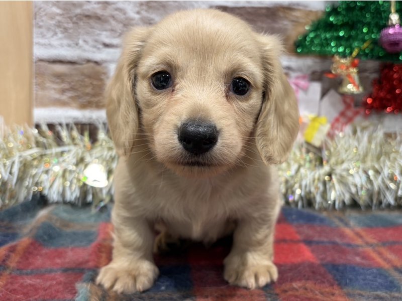 福島県のミニチュアダックスフンド(ロング) (ワンラブカインズ会津若松店(FC)/2025年11月1日生まれ/男の子/イエロー)の子犬の1枚目の画像