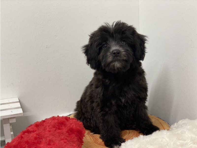 埼玉県のマルプー(マルチーズ×プードル) (ワンラブカインズ羽生店(FC)/2025年10月19日生まれ/女の子/ブラック)の子犬