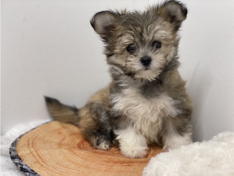 埼玉県のポメチワ/チワポメ/ポメチー(ポメラニアン×チワワ) (ワンラブカインズ羽生店(FC)/2025年10月15日生まれ/男の子/フォーンホワイト)の子犬