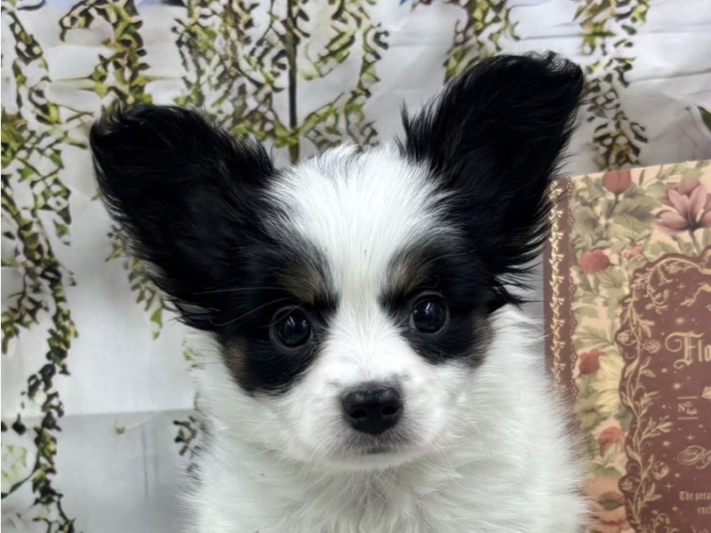 群馬県のパピヨン (ワンラブカインズ前橋小島田店(FC)/2025年11月1日生まれ/男の子/トライカラー)の子犬の1枚目の画像