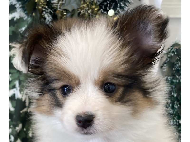 福岡県のパピヨン (ワンラブペットワイド若松店(FC)/2027年11月2日生まれ/女の子/ホワイトブラウン)の子犬