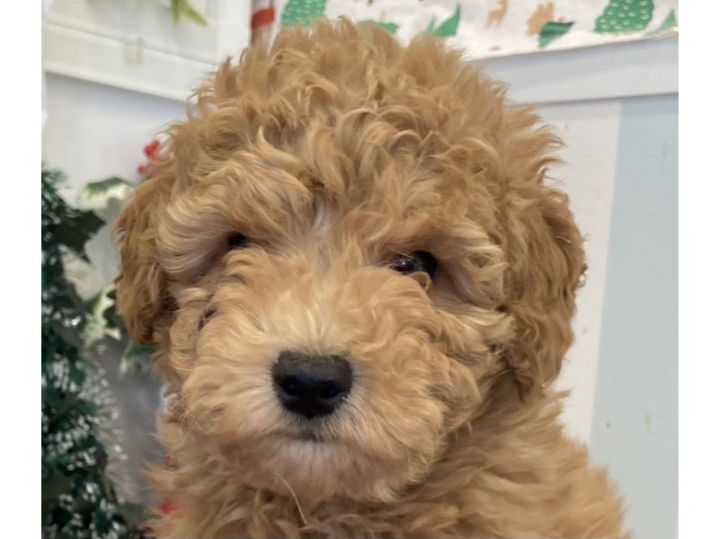 福岡県のポメプー(ポメラニアン×プードル) (ワンラブペットワイド若松店(FC)/2025年10月28日生まれ/男の子/レッド)の子犬