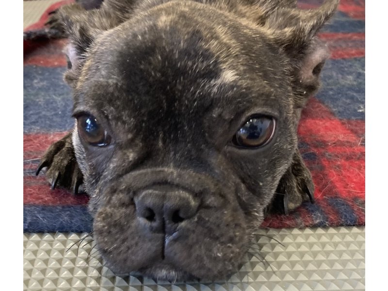 福岡県のフレンチブルドッグ (ワンラブペットワイド若松店(FC)/2025年9月21日生まれ/女の子/ブリンドル)の子犬