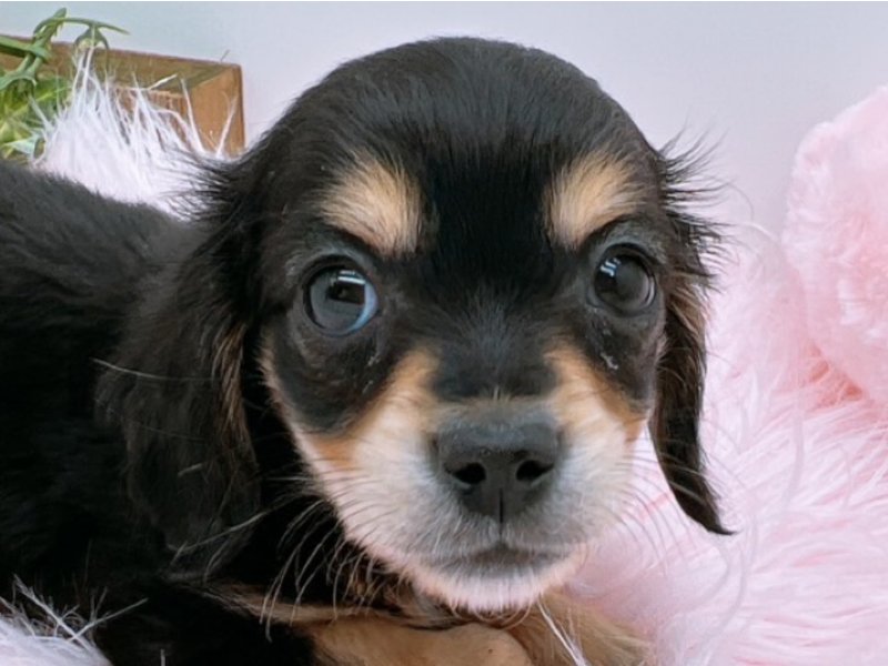 愛知県のチワックス(チワワ×ダックス) (ワンラブカインズ小牧店(FC)/2025年11月8日生まれ/男の子/ブラックタン)の子犬の1枚目の画像