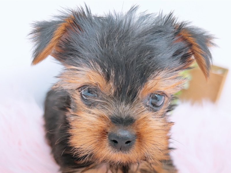 愛知県のヨークシャーテリア (ワンラブカインズ小牧店(FC)/2025年11月9日生まれ/女の子/スチールブルータン)の子犬の1枚目の画像