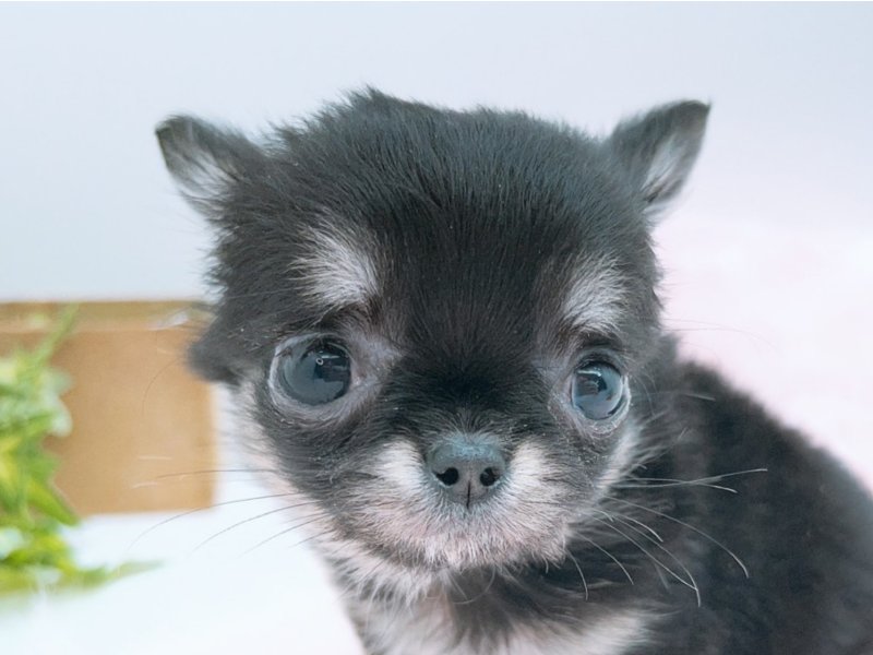 愛知県のチワワ(ロング) (ワンラブカインズ小牧店(FC)/2025年11月4日生まれ/女の子/ブラックタンホワイト)の子犬の1枚目の画像