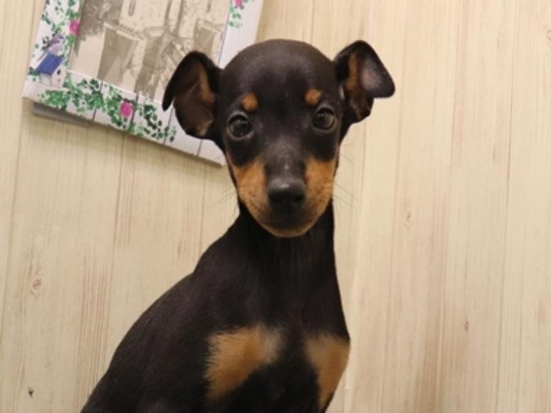 岐阜県のトイマンチェスターテリア (ワンラブ関山王通り店(FC)/2025年11月2日生まれ/男の子/ブラックタン)の子犬