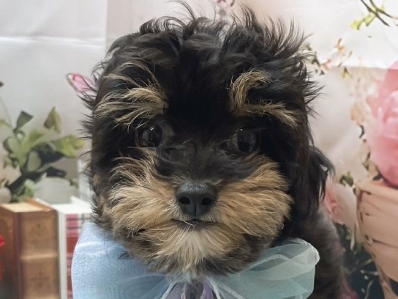 岐阜県のチワプー/プーチー(チワワ×プードル) (ワンラブホームセンターバロー北方店(FC)/2025年10月24日生まれ/男の子/ブラックタン)の子犬の1枚目の画像