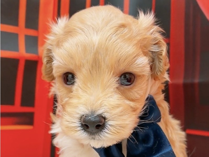 愛知県のマルプー(マルチーズ×プードル) (ワンラブカインズ豊田四郷店(FC)/2025年11月7日生まれ/男の子/アプリコット)の子犬の1枚目の画像
