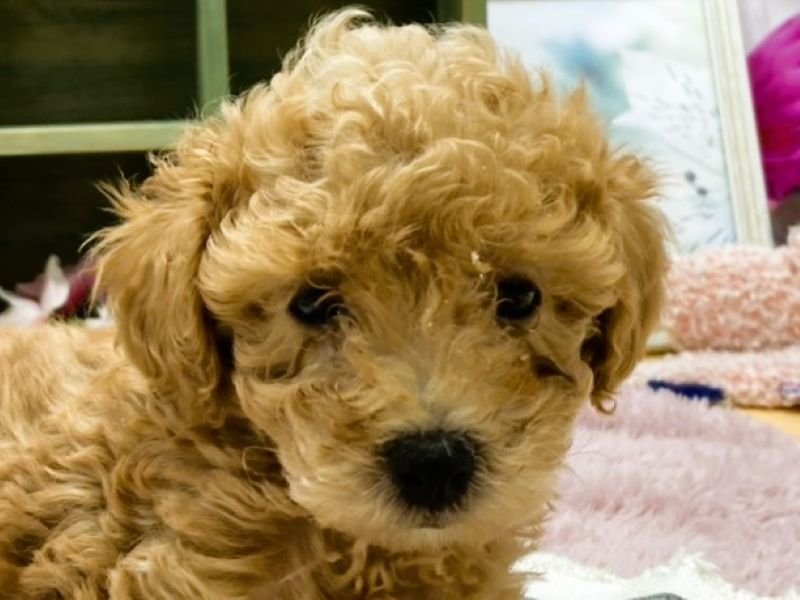 静岡県のトイプードル(トイ) (ワンラブカインズ富士宮小泉店(FC)/2025年10月25日生まれ/男の子/アプリコット)の子犬