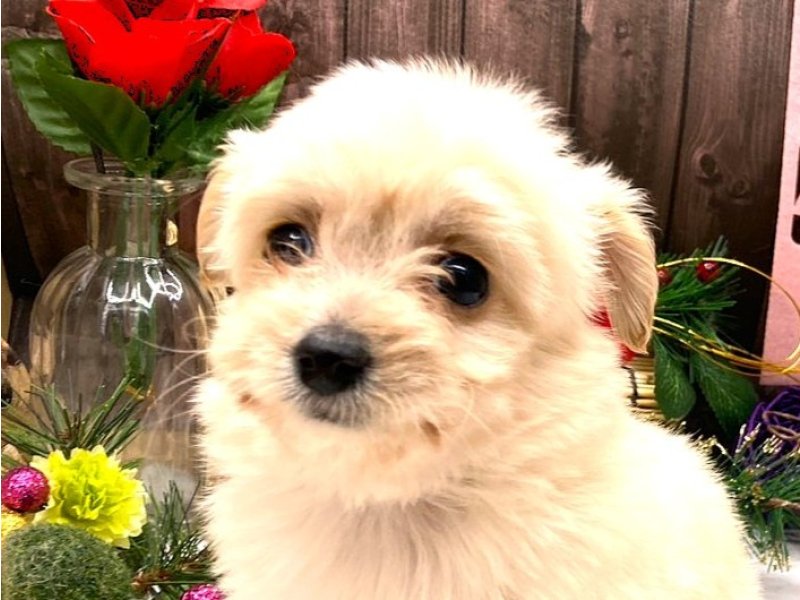 京都府のチワプー/プーチー(チワワ×プードル) (ワンラブカインズ木津川店(FC)/2025年10月31日生まれ/男の子/クリーム)の子犬