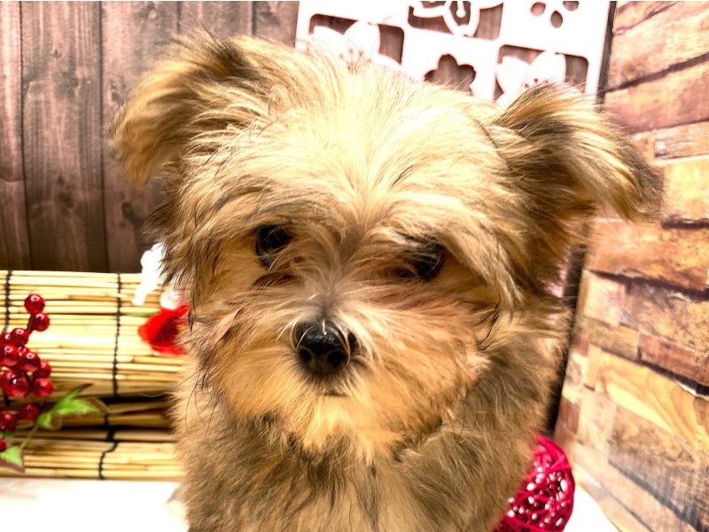 京都府のマルキー/マルヨーキー(マルチーズ×ヨークシャーテリア) (ワンラブカインズ木津川店(FC)/2025年10月12日生まれ/男の子/フォーンホワイト)の子犬の1枚目の画像