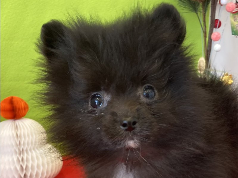 福岡県のポメラニアン (ワンラブペットワイド若松店(FC)/2025年11月10日生まれ/女の子/ブラック)の子犬の1枚目の画像