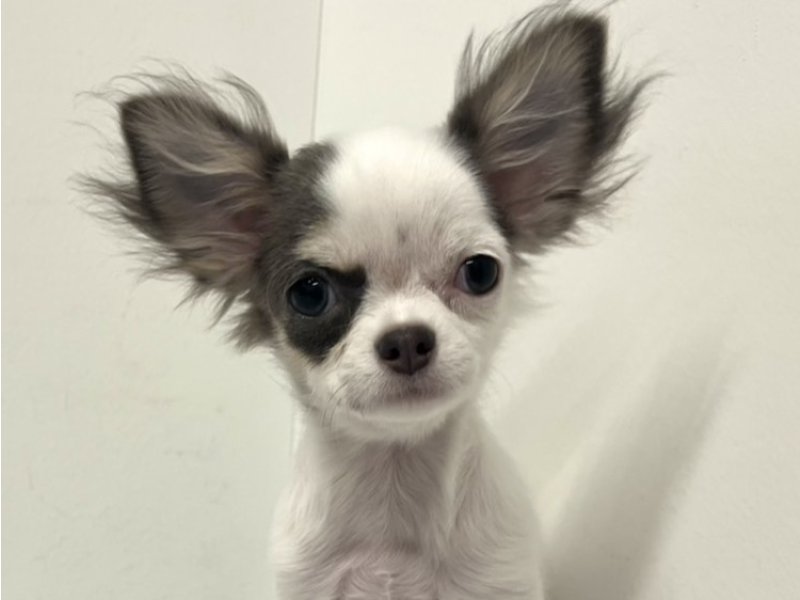 埼玉県のチワワ(ロング) (ワンラブカインズ羽生店(FC)/2025年10月1日生まれ/女の子/ホワイトブルータン)の子犬の1枚目の画像