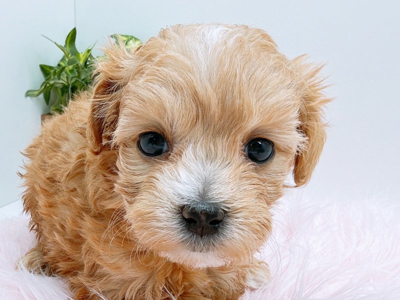 愛知県のマルプー(マルチーズ×プードル) (ワンラブカインズ小牧店(FC)/2025年11月15日生まれ/女の子/アプリコット)の子犬の1枚目の画像