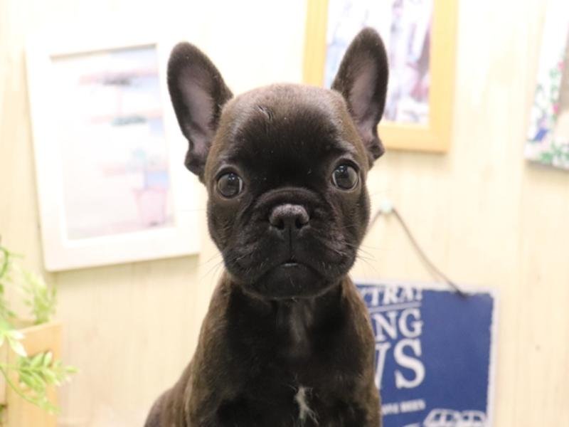 愛知県のフレンチブルドッグ (ワンラブNEW・CROSSTOWN店/2025年11月14日生まれ/女の子/ブリンドル)の子犬の1枚目の画像