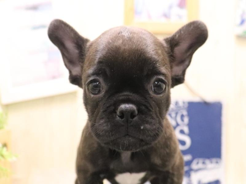 岐阜県のフレンチブルドッグ (ワンラブイオンモール土岐店/2025年11月14日生まれ/女の子/ブリンドル)の子犬の1枚目の画像