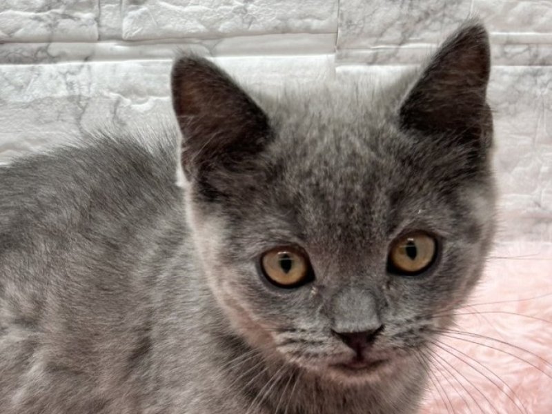 宮崎県のブリティッシュショートヘアー (ワンラブホームワイドプラス都城店(FC)/2025年11月11日生まれ/女の子/ブルー)の子猫の1枚目の画像