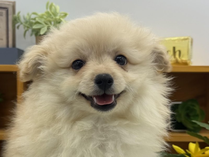 静岡県のポメプー(ポメラニアン×プードル) (ワンラブカインズ清水店(FC)/2025年11月7日生まれ/男の子/クリーム)の子犬の1枚目の画像