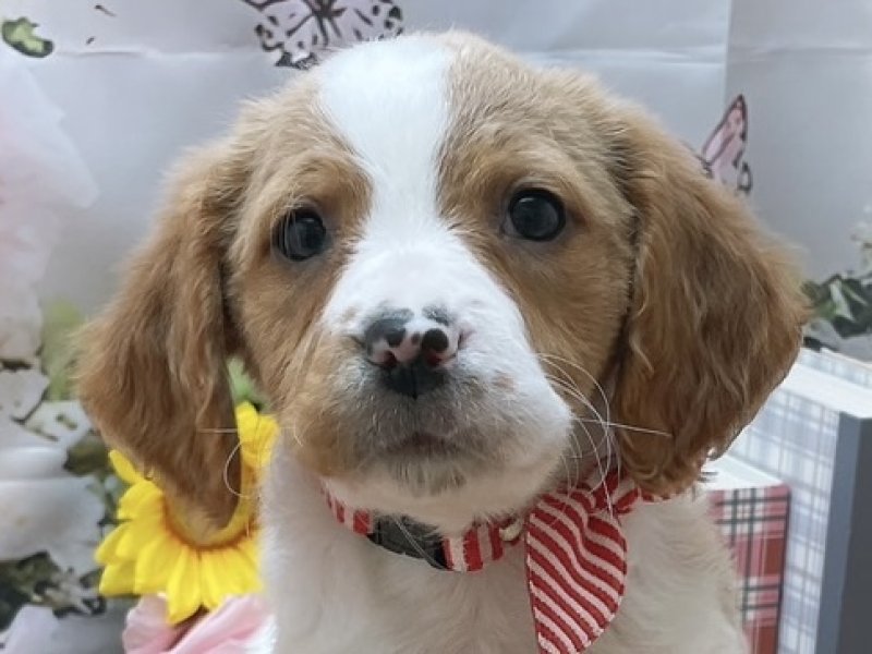 岐阜県のブリタニースパニエル (ワンラブホームセンターバロー北方店(FC)/2025年11月23日生まれ/女の子/ホワイトオレンジ)の子犬