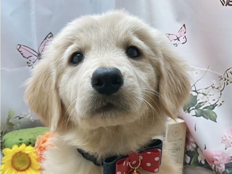 岐阜県のゴールデンレトリバー (ワンラブホームセンターバロー北方店(FC)/2025年11月20日生まれ/女の子/ゴールデン)の子犬