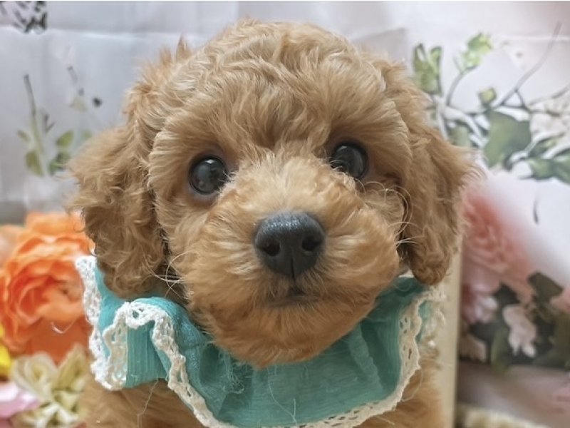 岐阜県のトイプードル(トイ) (ワンラブホームセンターバロー北方店(FC)/2025年11月21日生まれ/男の子/レッドフォーン)の子犬