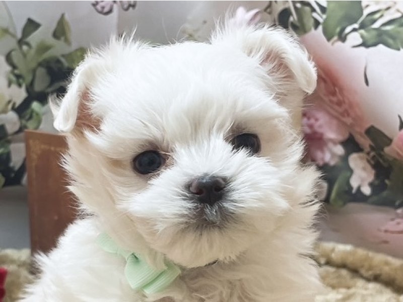 岐阜県のマルチーズ (ワンラブペッツビレッジ アピタ北方店(FC)/2025年11月22日生まれ/男の子/ホワイト)の子犬