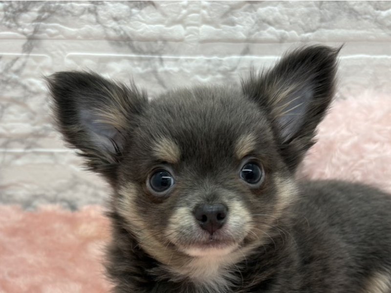 宮崎県のチワワ(ロング) (ワンラブホームワイドプラス都城店(FC)/2025年11月22日生まれ/男の子/ブルータンホワイト)の子犬の1枚目の画像