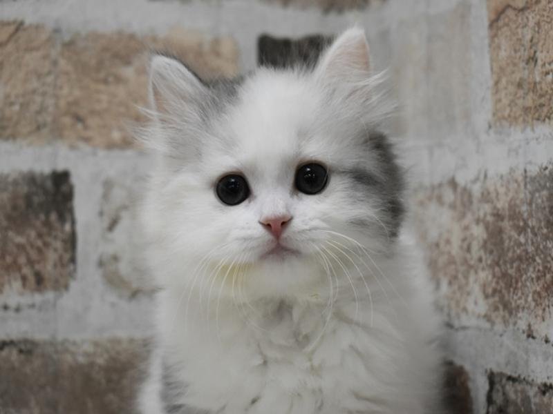 富山県のミヌエット (ワンラブ富山ファボーレ店/2025年12月2日生まれ/女の子/シルバーパッチドタビーホワイト)の子猫の1枚目の画像