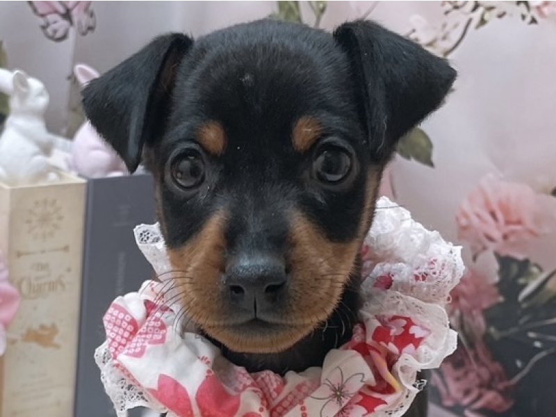 岐阜県のミニチュアピンシャー (ワンラブホームセンターバロー北方店(FC)/2025年11月16日生まれ/女の子/ブラックタン)の子犬の1枚目の画像