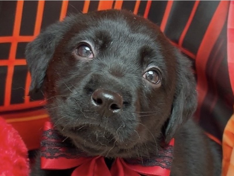 新潟県のラブラドールレトリーバー (ワンラブフレスポ赤道店(FC)/2025年11月28日生まれ/女の子/ブラック)の子犬