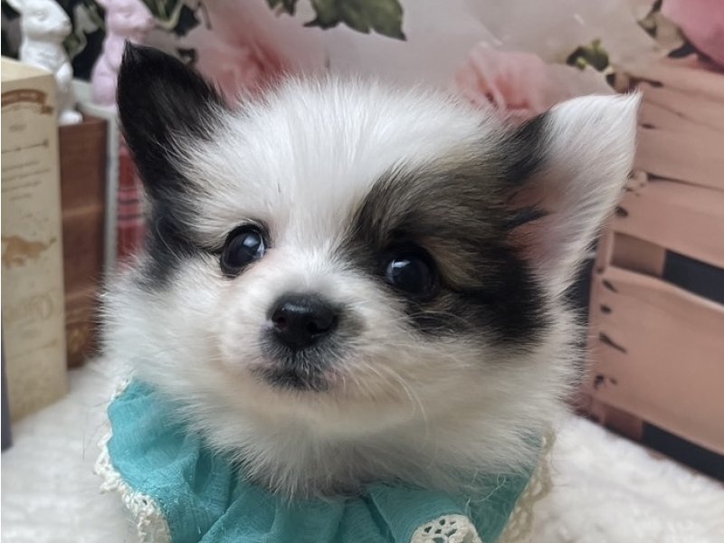 岐阜県のポメヨン/パピポメ/ポメパピ(ポメラニアン×パピヨン) (ワンラブホームセンターバロー北方店(FC)/2025年11月22日生まれ/男の子/セーブルホワイト)の子犬の1枚目の画像