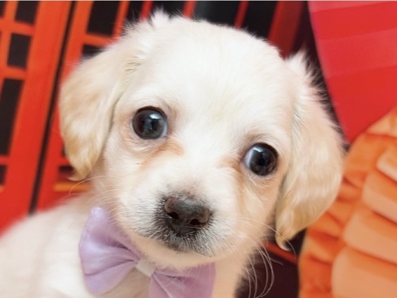 愛知県のチワックス(チワワ×ダックス) (ワンラブカインズ豊田四郷店(FC)/2025年11月15日生まれ/男の子/クリーム)の子犬の1枚目の画像