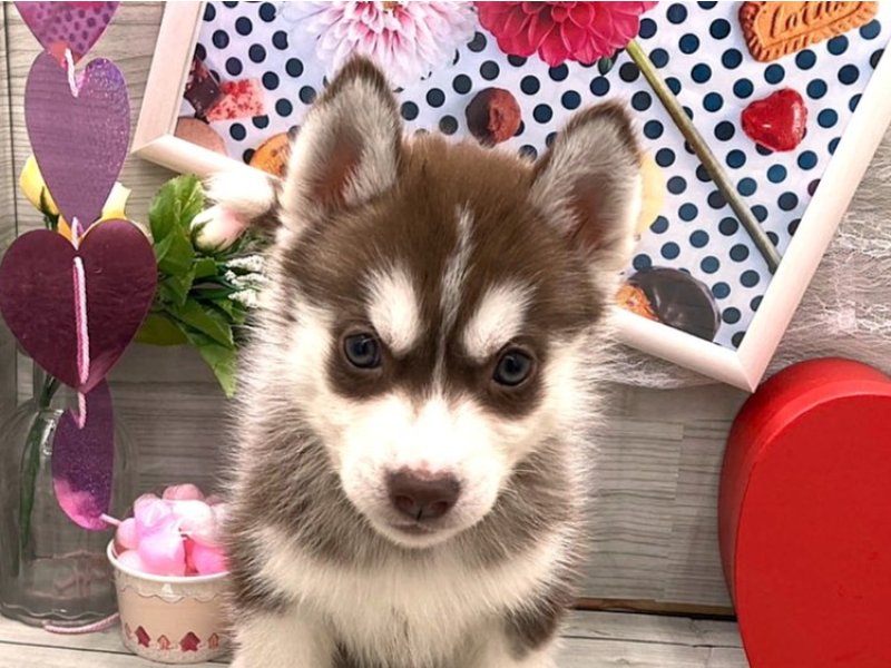 京都府のシベリアンハスキー (ワンラブカインズ木津川店(FC)/2025年11月30日生まれ/女の子/チョコレートホワイト)の子犬