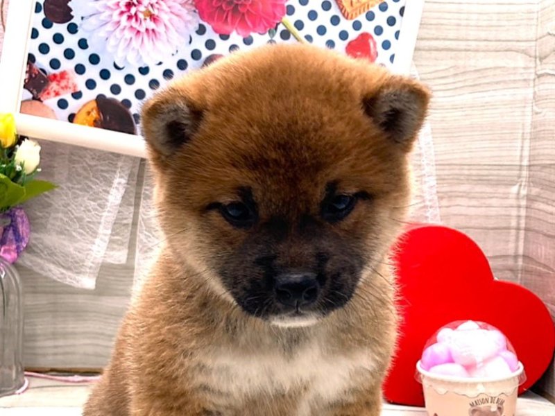 京都府の柴犬(標準サイズ) (ワンラブカインズ木津川店(FC)/2025年11月29日生まれ/女の子/赤)の子犬