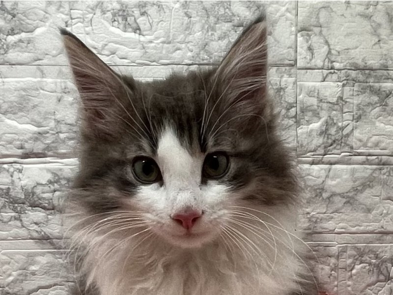 宮崎県のノルウェージャンフォレストキャット (ワンラブホームワイドプラス都城店(FC)/2025年12月4日生まれ/男の子/ブルーホワイト)の子猫