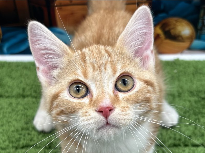 福岡県のアメリカンショートヘアー (ワンラブﾎｰﾑﾜｲﾄﾞ ﾍﾟｯﾄ＆ｸﾞﾘｰﾝ和白店(FC)/2025年12月4日生まれ/男の子/レッドタビー)の子猫