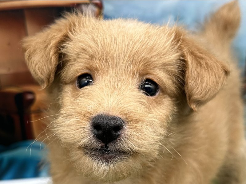 福岡県のダップー(ダックス×プードル) (ワンラブﾎｰﾑﾜｲﾄﾞ ﾍﾟｯﾄ＆ｸﾞﾘｰﾝ和白店(FC)/2025年11月20日生まれ/男の子/レッド)の子犬