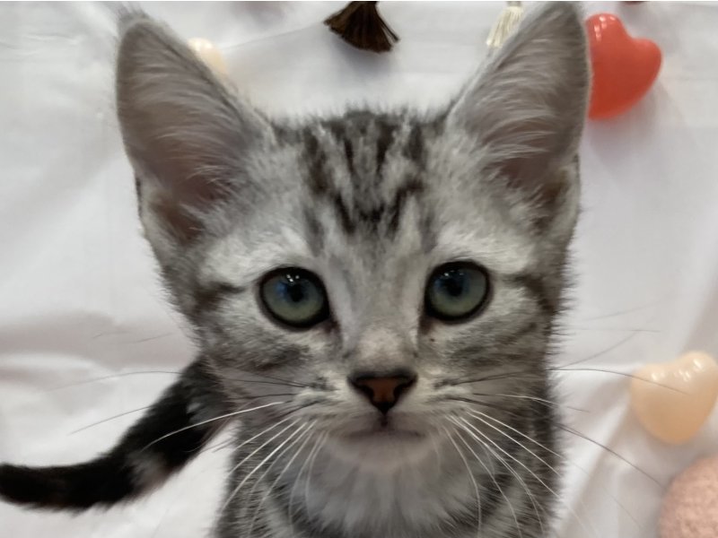 福岡県のアメリカンショートヘアー (ワンラブペットワイド若松店(FC)/2025年12月4日生まれ/男の子/シルバータビー)の子猫の1枚目の画像