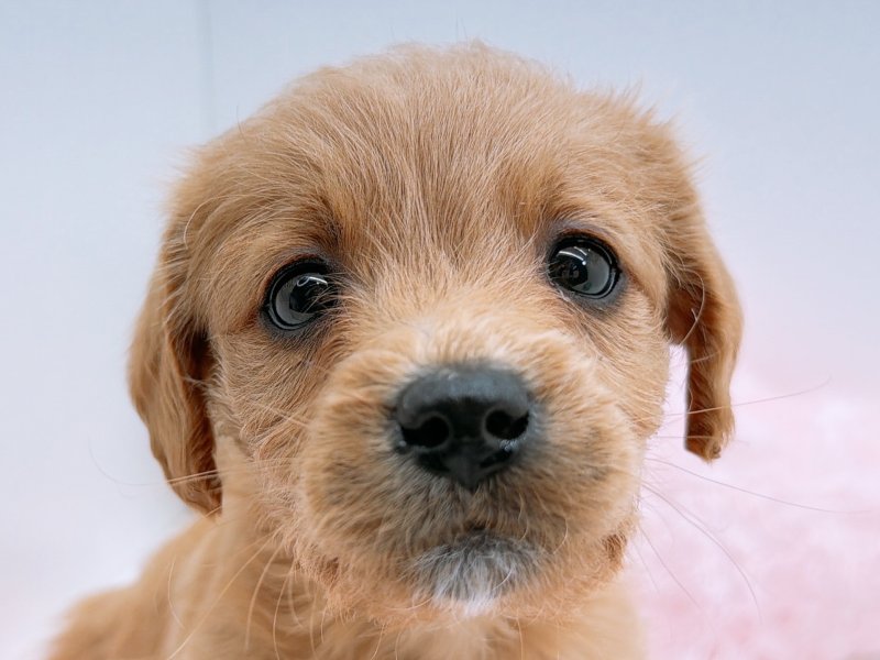 愛知県のラブラドゥードル(ラブラドールレトリーバー×プードル) (ワンラブペッツビレッジ アピタ木曽川店(FC)/2025年11月29日生まれ/男の子/アプリコット)の子犬の1枚目の画像