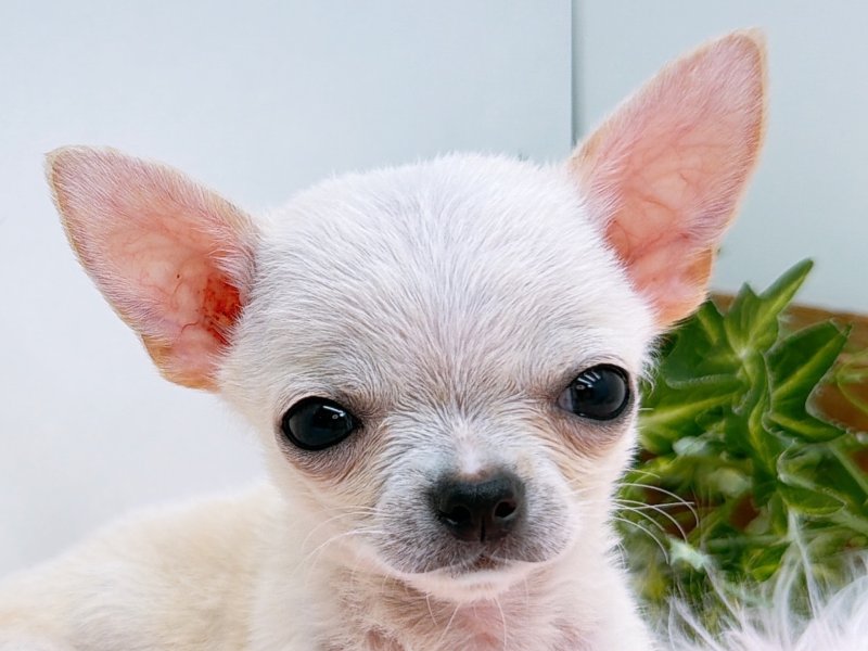 愛知県のチワワ(ロング) (ワンラブカインズ小牧店(FC)/2025年11月30日生まれ/男の子/クリーム)の子犬の1枚目の画像