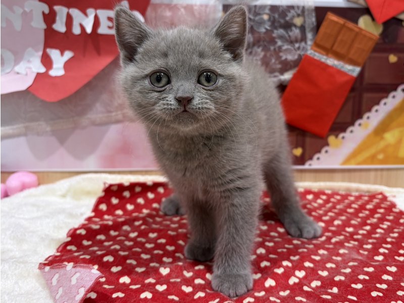 2025年12月5日生まれのブリティッシュショートヘアー