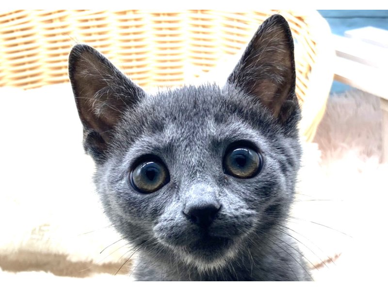 静岡県のロシアンブルー (ワンラブカインズ藤枝店(FC)/2025年11月19日生まれ/女の子/ブルー)の子猫の1枚目の画像