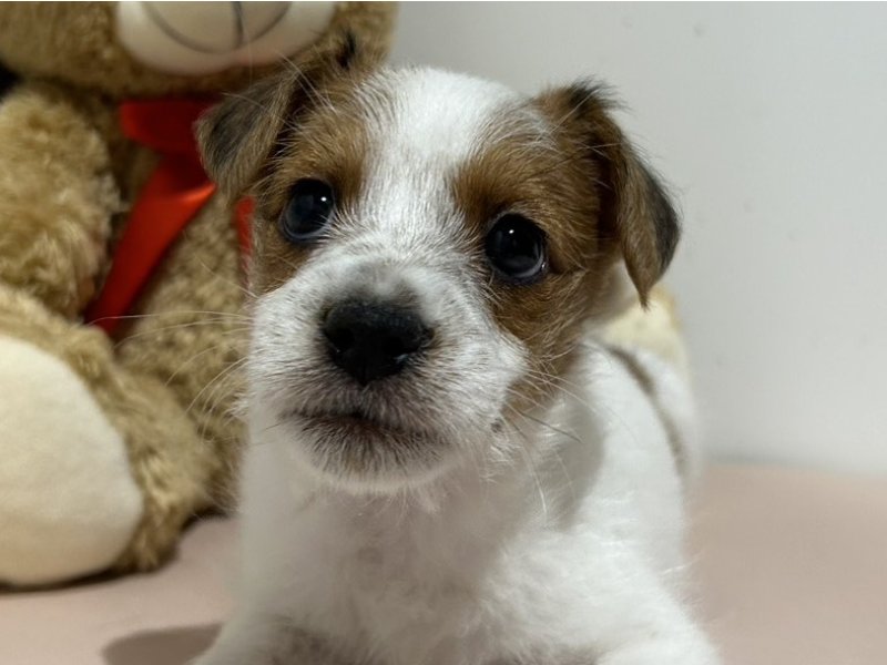 埼玉県のジャックラッセルテリア (ワンラブカインズ羽生店(FC)/2025年11月29日生まれ/男の子/タンホワイト)の子犬の1枚目の画像