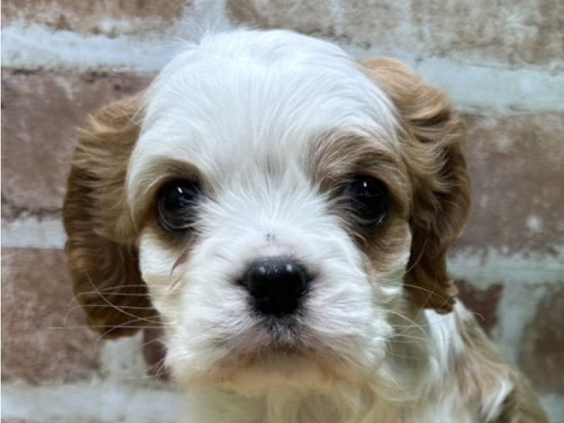 福島県のキャバリアキングチャールズスパニエル (ワンラブカインズ白河モール店(FC)/2025年12月13日生まれ/男の子/ブレンハイム)の子犬の1枚目の画像