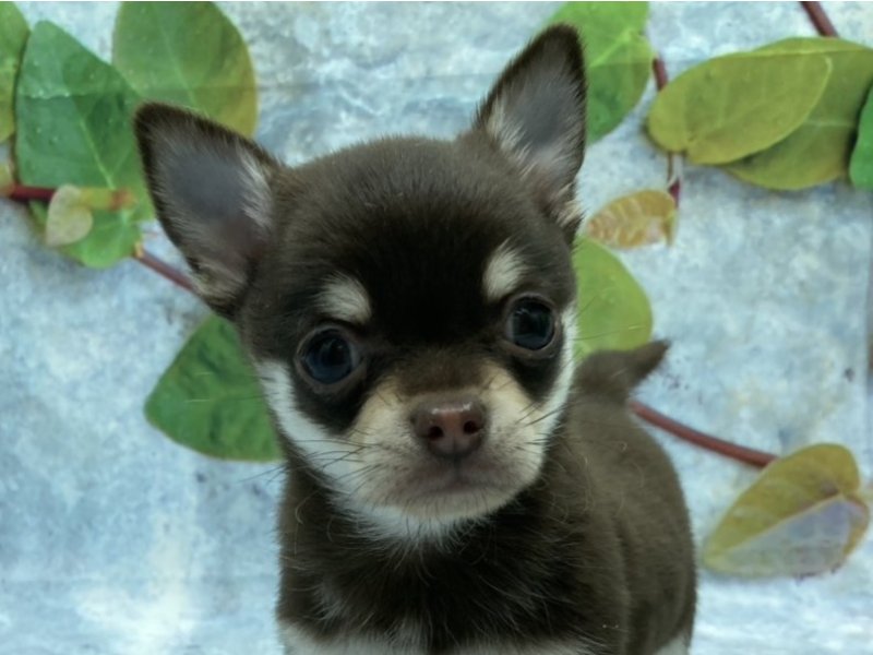 埼玉県のチワワ(ロング) (ワンラブカインズ北本店(FC)/2025年12月13日生まれ/男の子/チョコレートタンホワイト)の子犬の1枚目の画像